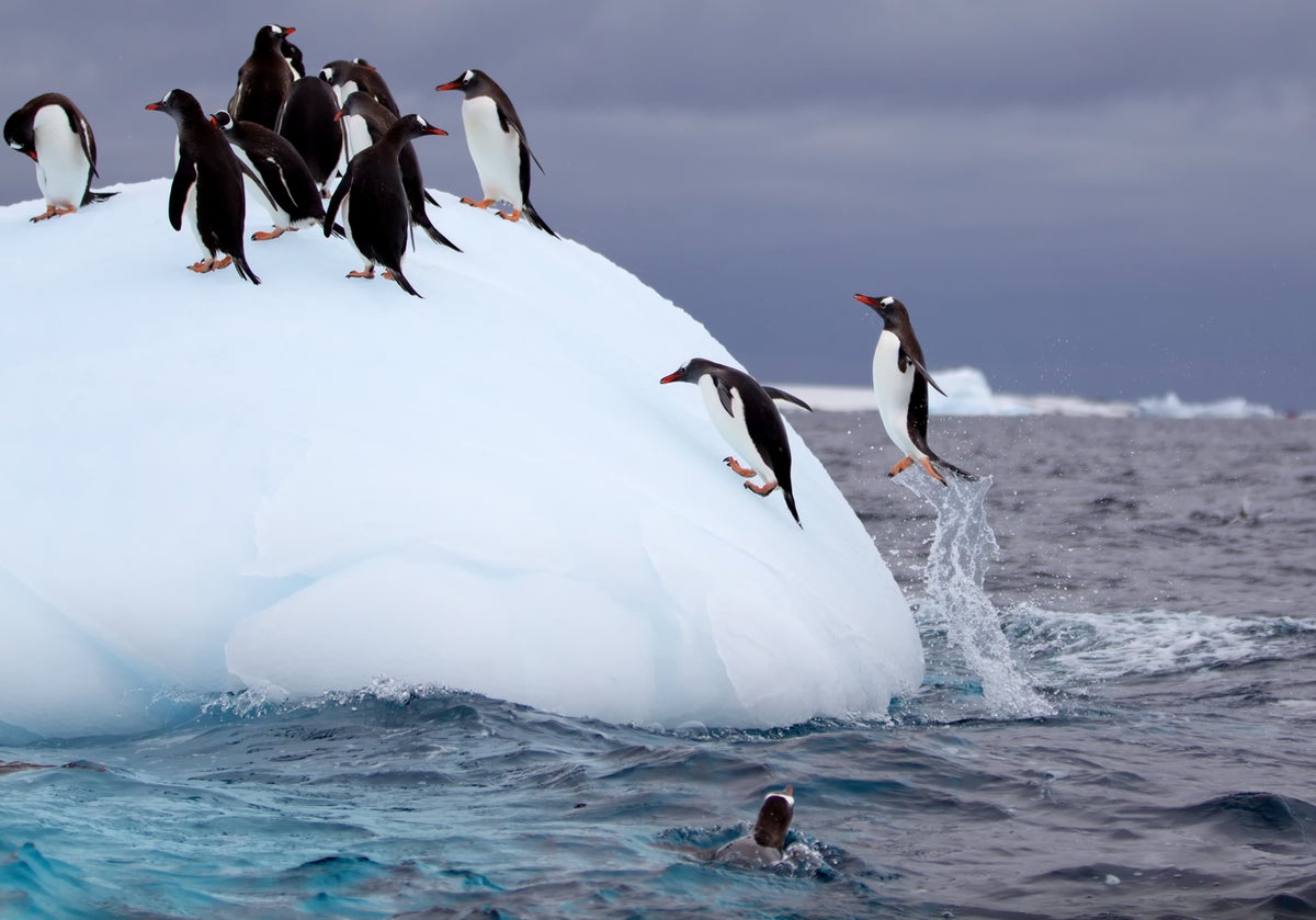 Penguin Poop Helps Biodiversity Bloom in Antarctica
