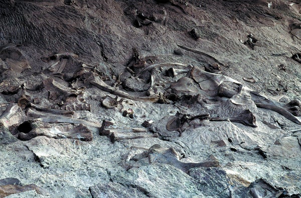 Fossilized jumbles of dinosaur bones.