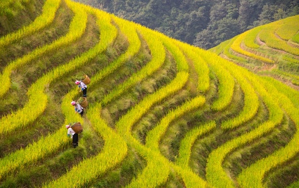 As CO2 Levels Rise, Rice Becomes Less Nutritious