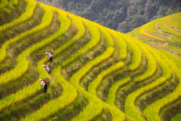As CO2 Levels Rise, Rice Becomes Less Nutritious