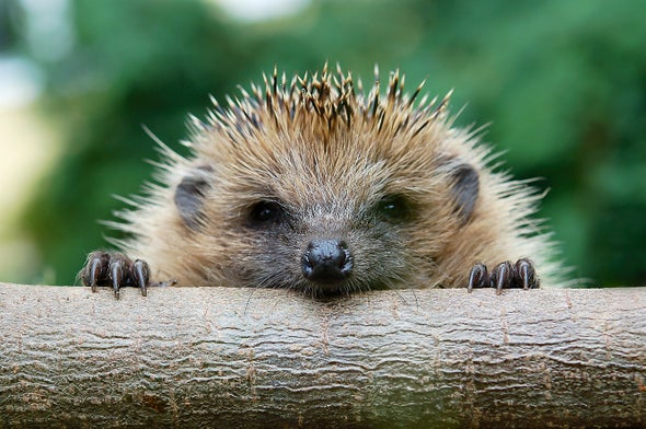 Hedgehogs Host the Evolution of Antibiotic Resistance