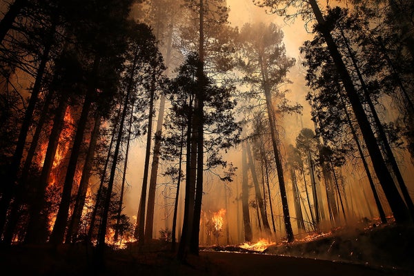 forest on fire