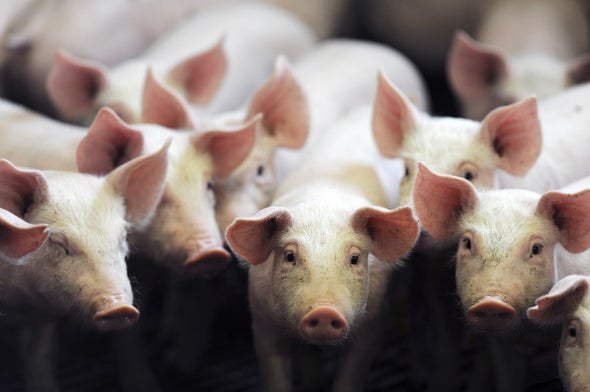 Seeking Pig Organs for Human Transplants