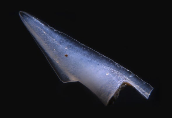 Mining Rare-Earth Elements from Fossilized Fish