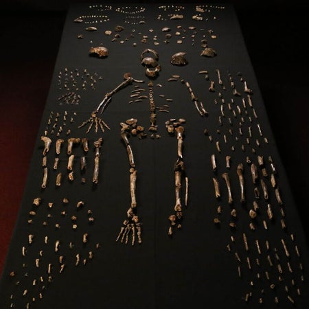 Homo naledi remains