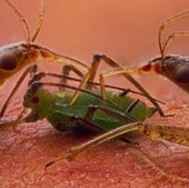 BUGS EAT BUG: