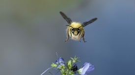 Bumblebees的自我形象通过紧张的斑点来获得它们