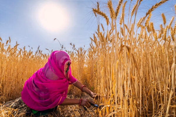 Young Indian woman in pink sari cutting wheat in hot sun.
