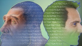 How We Are All a Little Neandertal