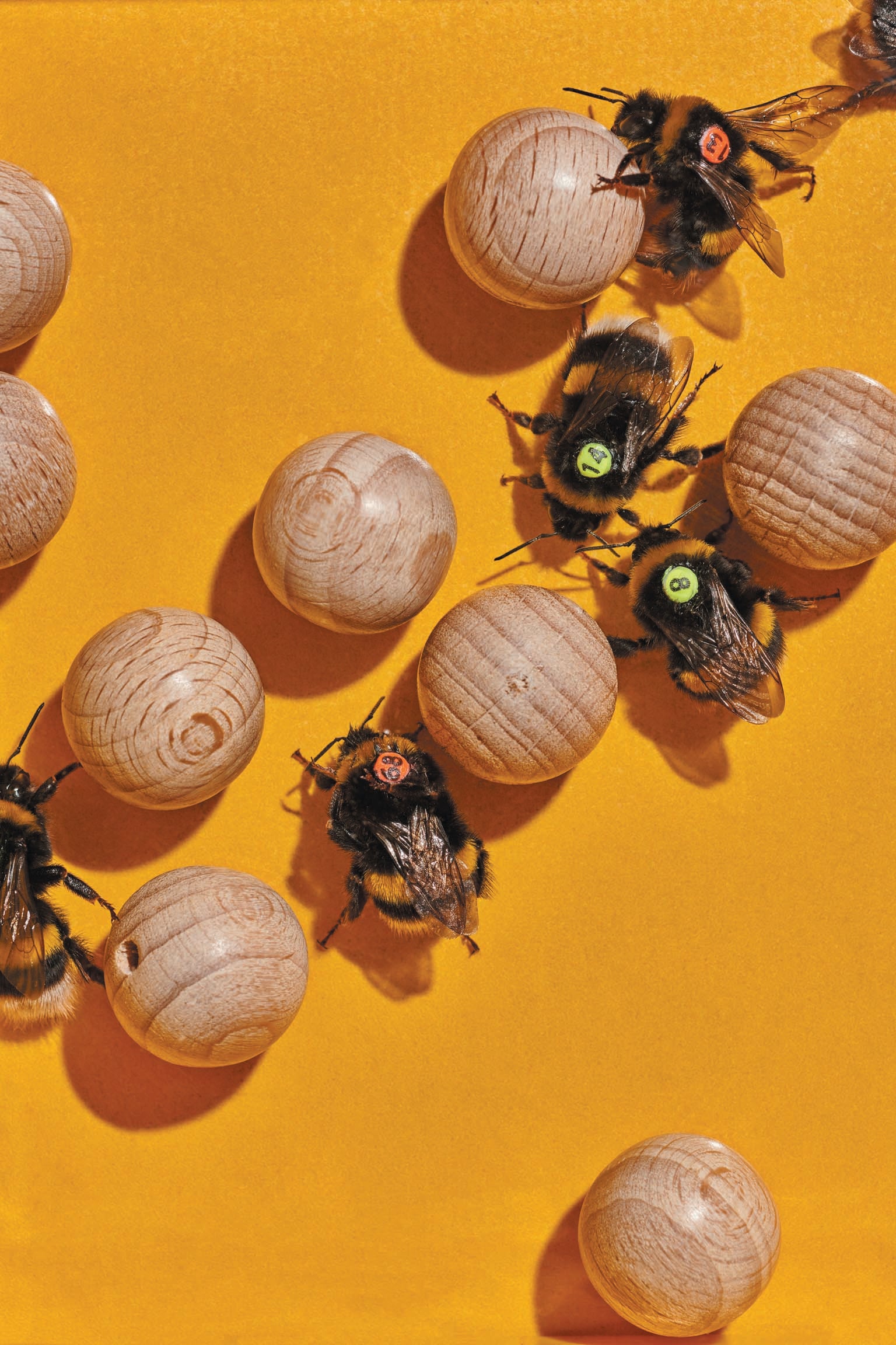 Bees with numbers, surrounded by wooden balls.