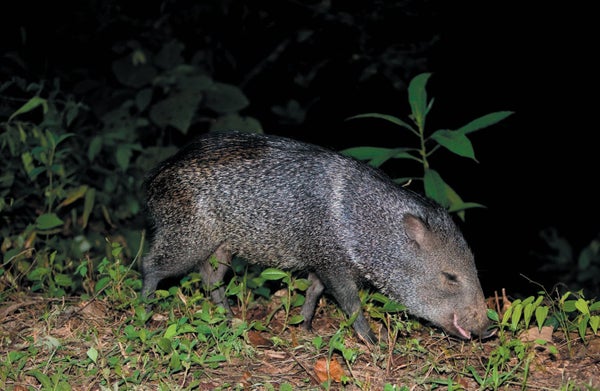 A mammal shown in a wooded area at night.