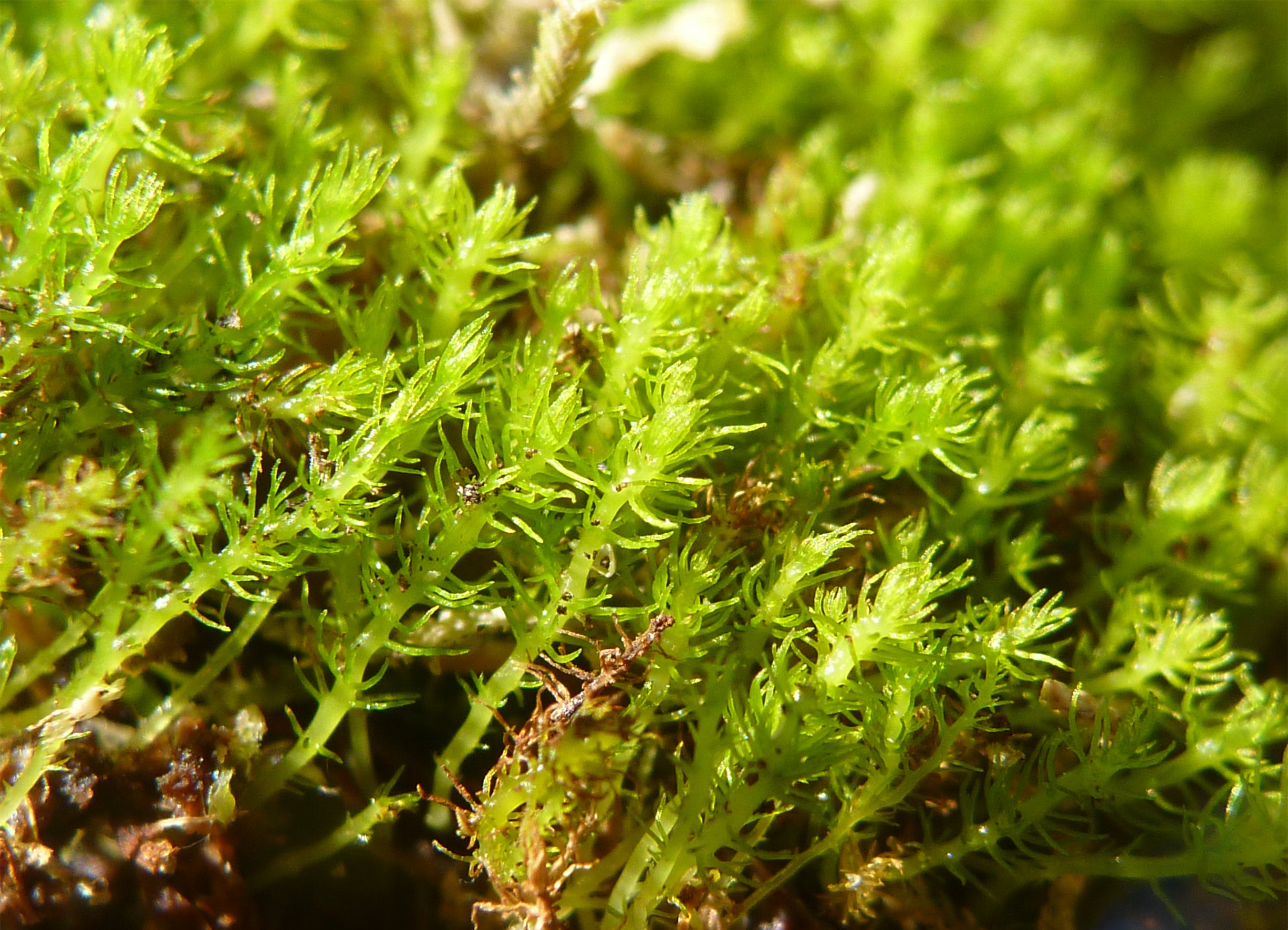 Outside/Inbox: Does moss get damaged when you walk on it?
