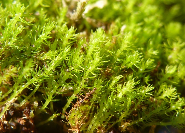 close up of green moss.