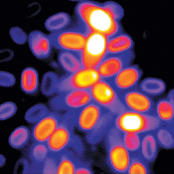 Bacillus subtilis spores show varying electrochemical potential.