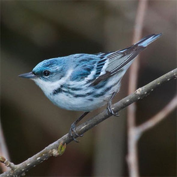 Moveable Beasts: A Q&A with David Wilcove on Declining Animal Migrations