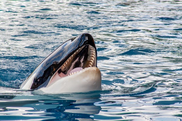 Detail view from a Orca with open mouth