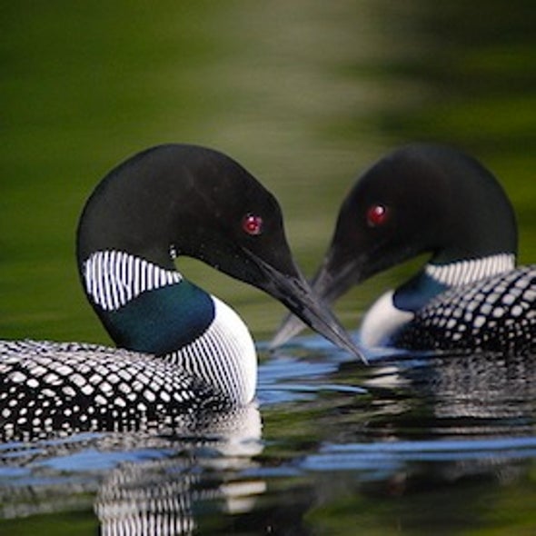 U.S. Fish and Wildlife Service Casts for Collaboration in Its New Climate Change Response Plan