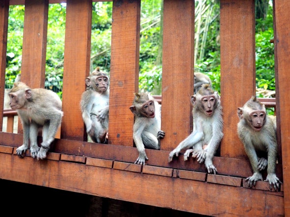 Monkeys Have a Specialized Brain Network for Sizing Up Others' Actions