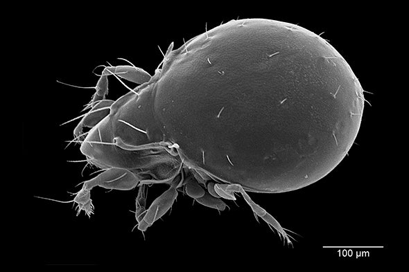 Tiny Mite Uses Cyanide to Fight Predators