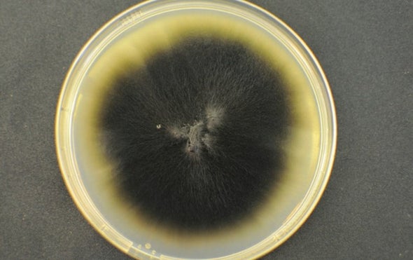 Microbes Living in Antarctic Huts Produce Novel Chemical Compounds