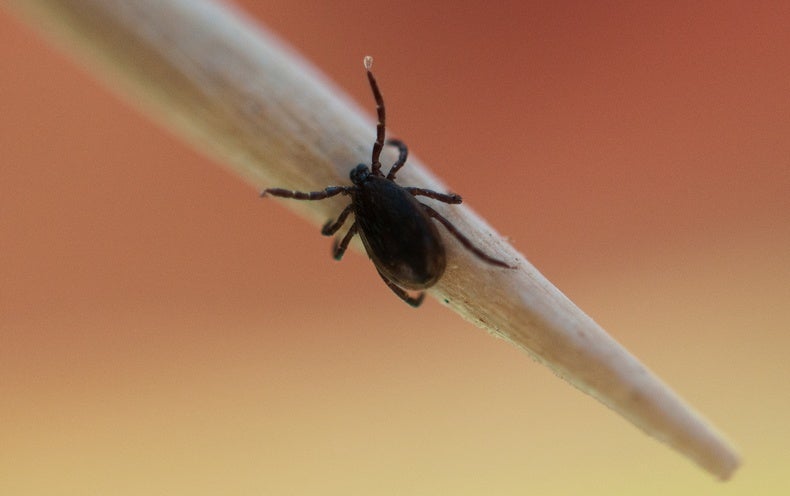 Can a New Lyme Disease Vaccine Overcome a History of Distrust and Failure?