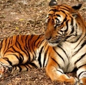 Biologists Home in on Tiger Stripes and Turing Patterns [Slide Show] -  Scientific American