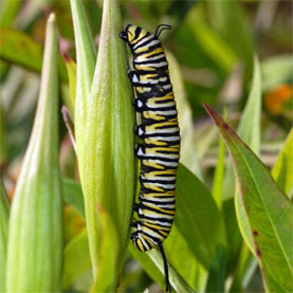 Monarch Larva Monitoring Project