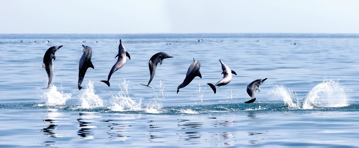 Group of dolphins jumping out of water. 