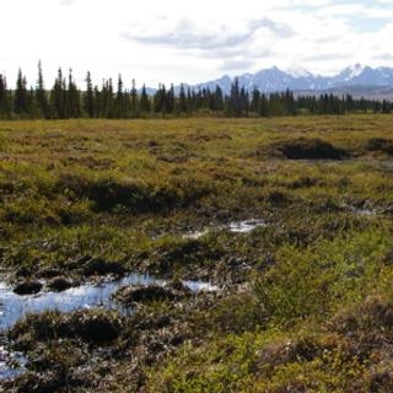 Permafrost Meltdown May Bog Down Global Warming--For Awhile