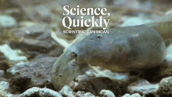 A smaller tadpole is actively eaten by a larger one on the pebble-strewn bottom of a pond