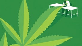 As CBD Skyrockets in Popularity, Scientists Scramble to Understand How It's Metabolized