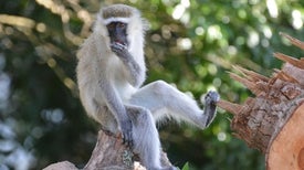 Biology Scientific American