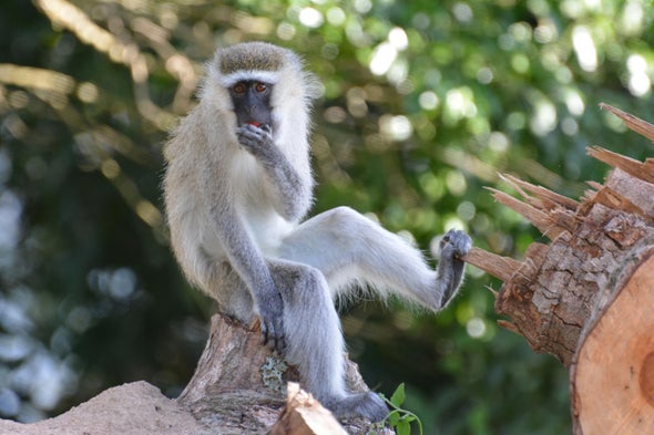 Monkey Cousins Use Similar Calls