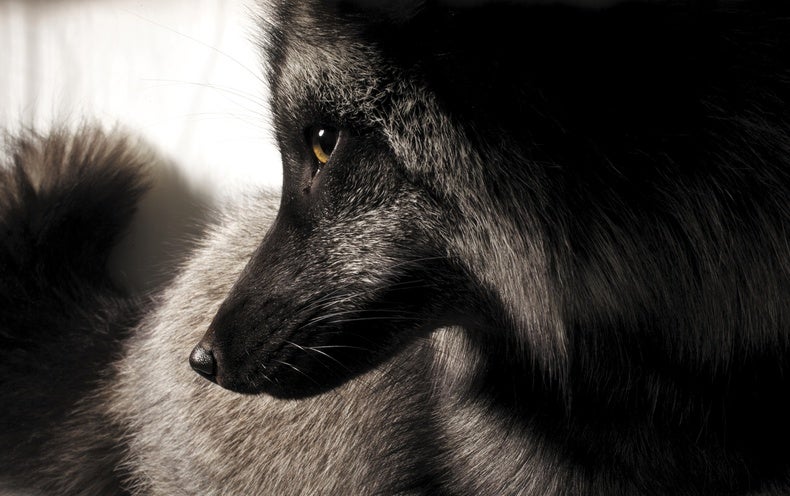 domesticated silver fox national geographic