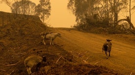 Yes, Climate Change Did Influence Australia's Unprecedented Bushfires