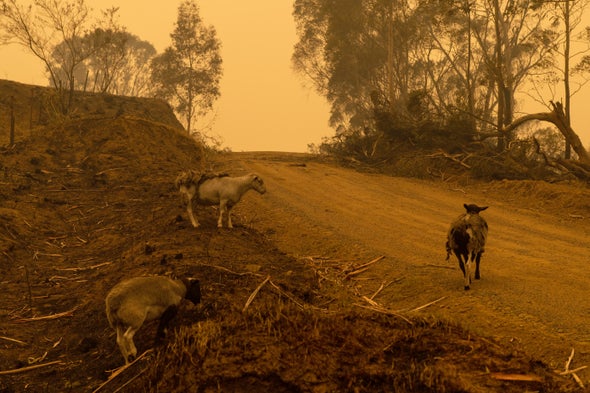 Yes, Climate Change Did Influence Australia's Unprecedented Bushfires