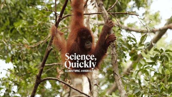 An orangutan swinging in a tree in a forest