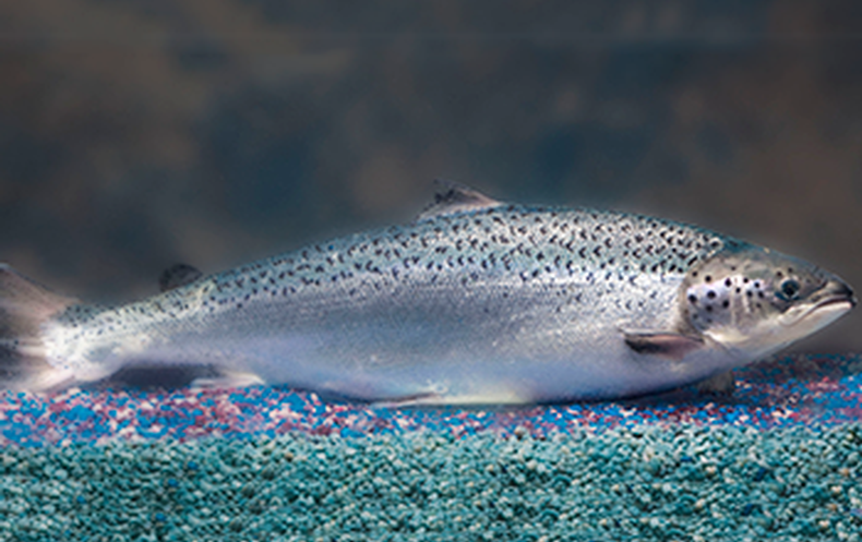 first-genetically-engineered-salmon-sold-in-canada-scientific-american