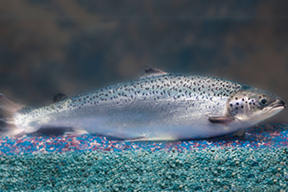 First Genetically Engineered Salmon Sold in Canada