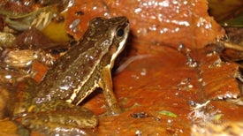 Frogs Use Semaphore Code in Noisy Environments