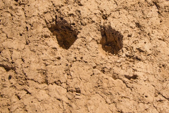 Image result for Hohokam Footprints youtube