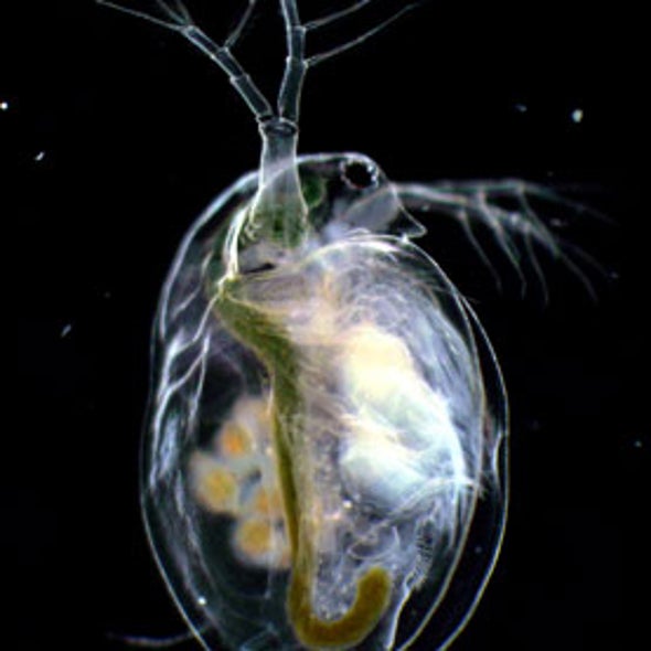 Copious Genes of Tiny Water Flea Promise a Leap in Understanding Environmental Toxins