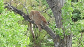 The Secret Social Life of a Solitary Puma