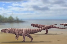 Fossil Footprints Help Uncover the Mysteries of Bipedal Crocodiles  