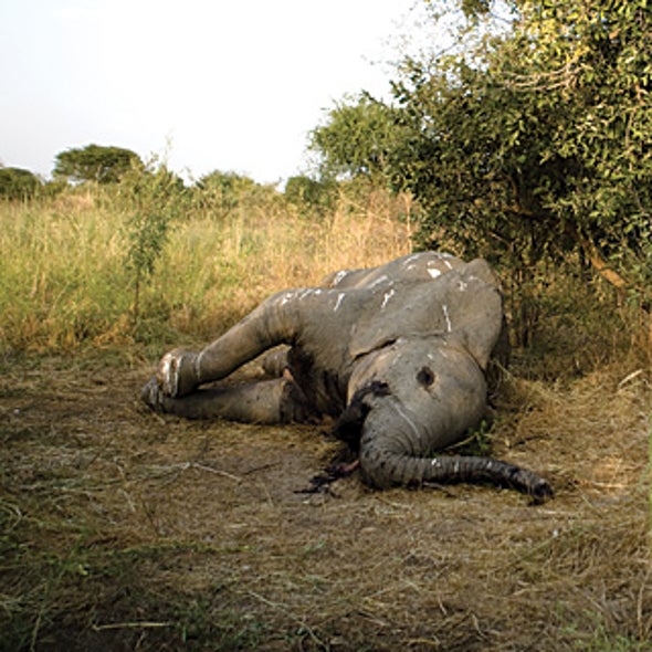 Forensic Tools Battle Ivory Poachers