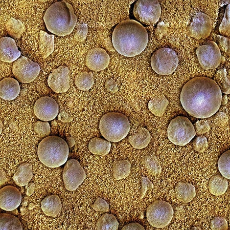 Scientific American Logo