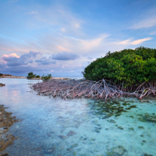 Blue Carbon: An Oceanic Opportunity to Fight Climate Change