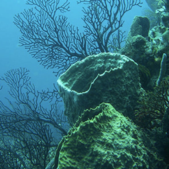 Caribbean Coral Die-off Worries Scientists