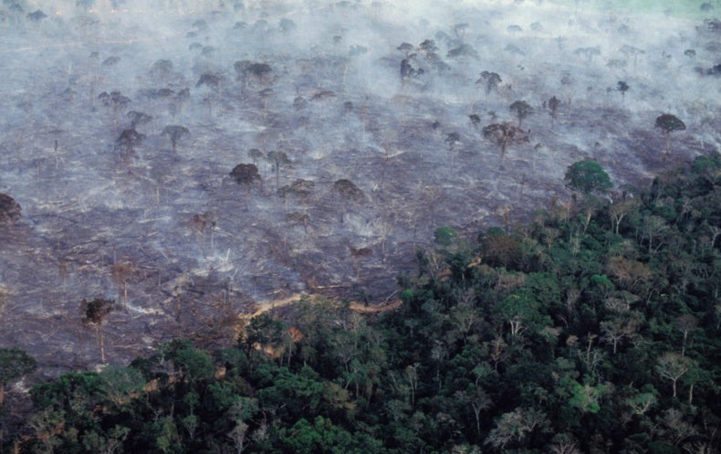 Climate Change Is a Top Threat to Biodiversity - Scientific American