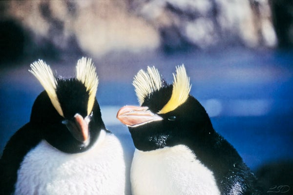Two black and white birds with shocks of yellow feathers rising from each of their heads stand next to each other